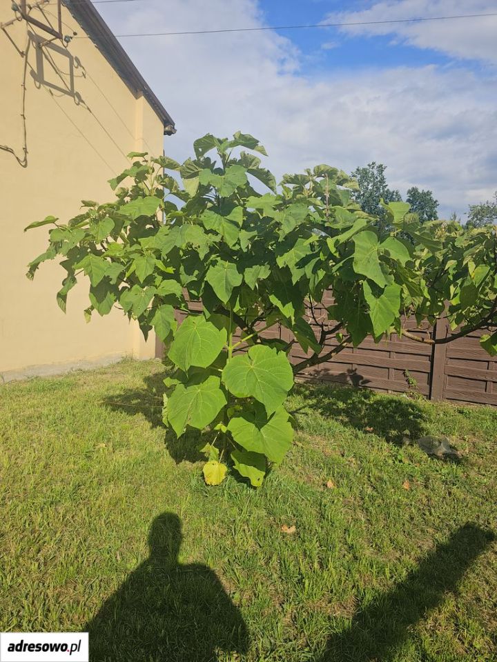 dom wolnostojący, 5 pokoi Piotrowina. Zdjęcie 17