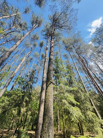 dom wolnostojący, 4 pokoje Ostrowsko. Zdjęcie 5