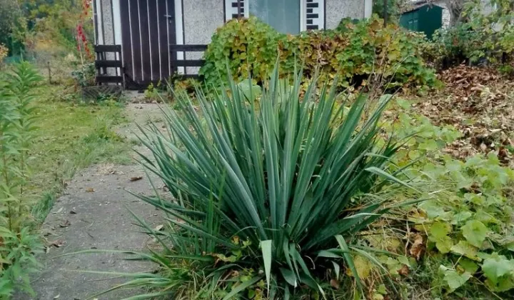 Działka rod Poddębice