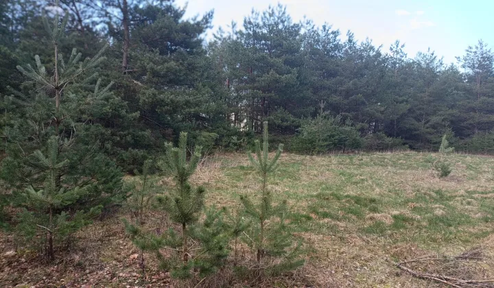 Działka budowlana Wylazłowo