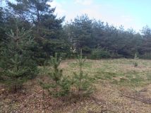 Działka budowlana Wylazłowo