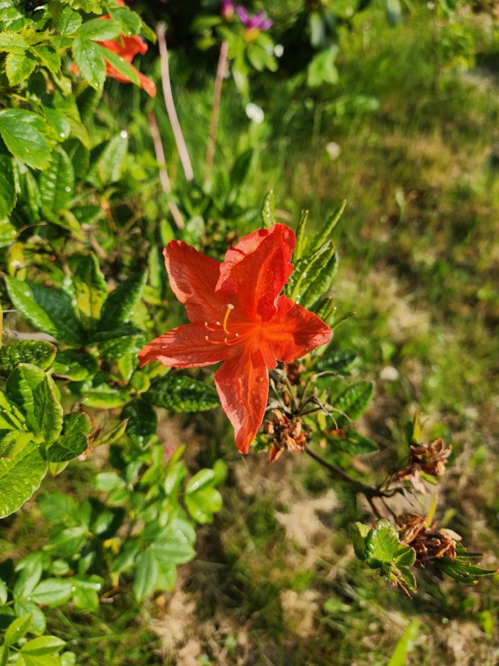Działka rod Żabieniec, Główna. Zdjęcie 5
