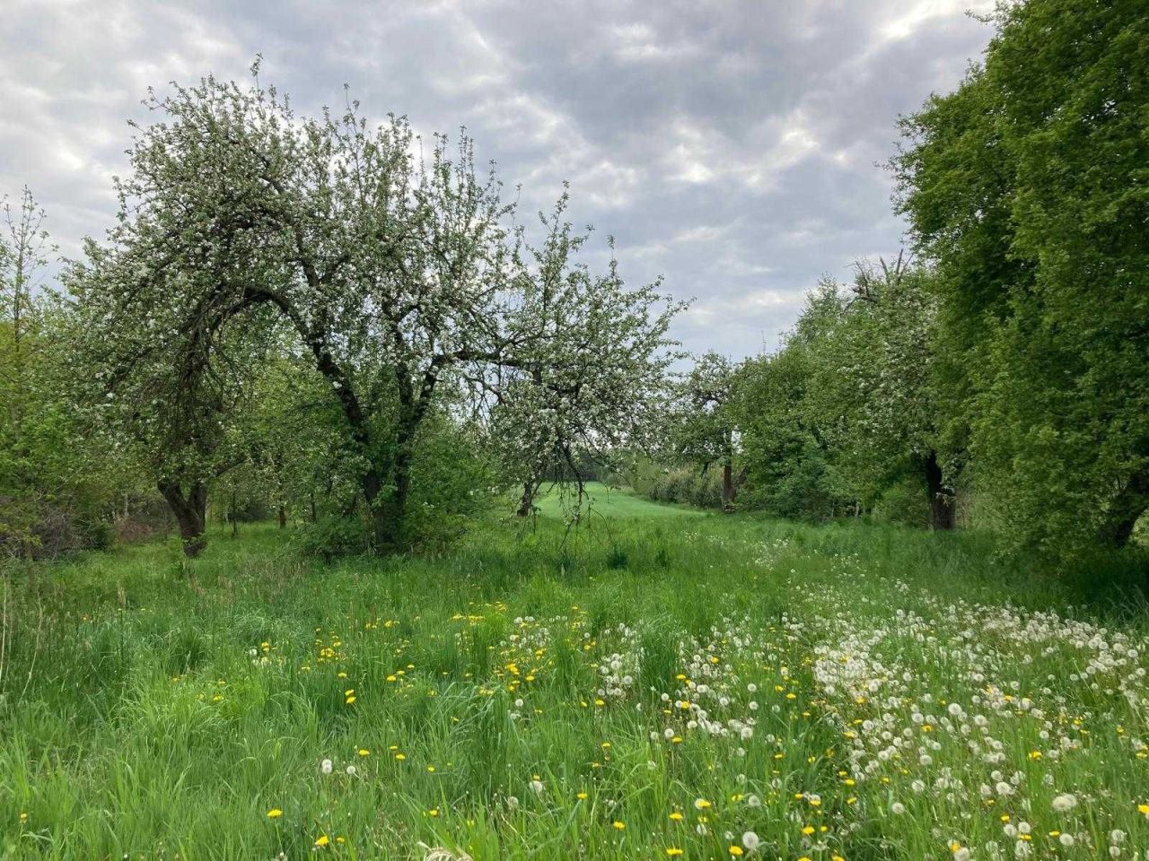 Działka rolno-budowlana Prusinowice. Zdjęcie 6
