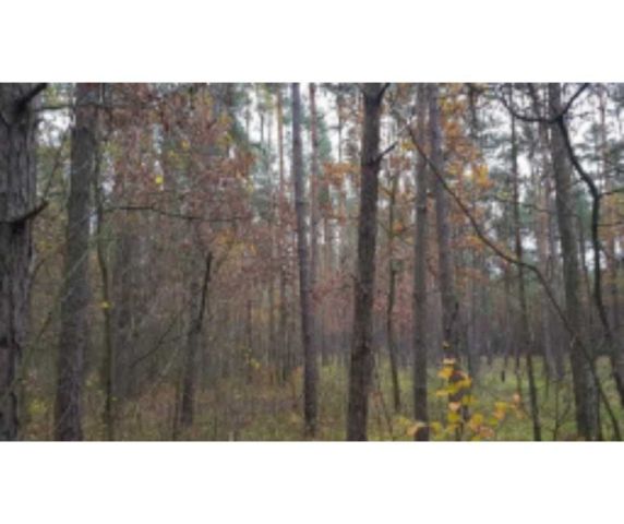 Działka leśna Kuźnica. Zdjęcie 1