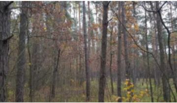 Działka leśna Kuźnica