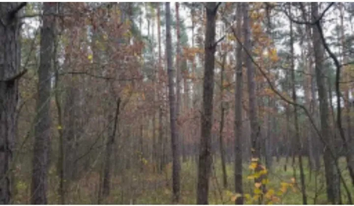 Działka leśna Kuźnica