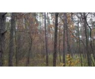 Działka leśna Kuźnica