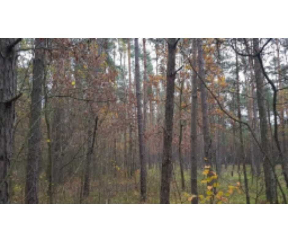 Działka leśna Kuźnica