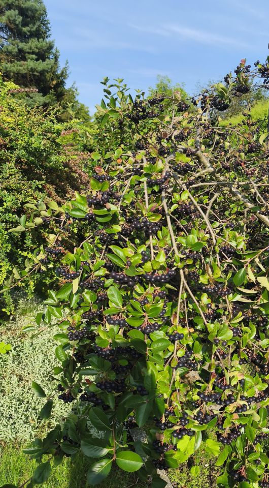 Działka rod Siemianowice Śląskie Centrum, ul. Pawła Śmiłowskiego. Zdjęcie 13