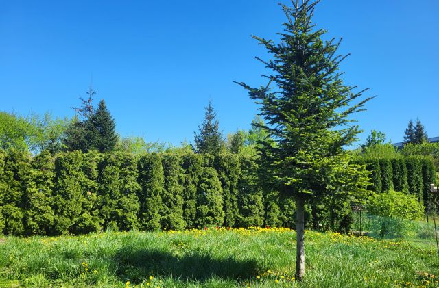 Działka rekreacyjna Łódź Chojny, ul. Chocimska. Zdjęcie 1