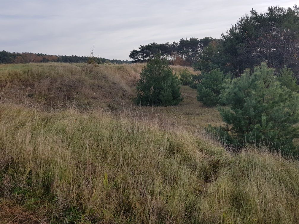 Działka inwestycyjna Komsin. Zdjęcie 5