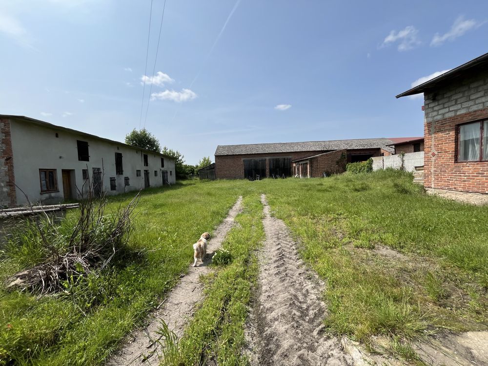 gospodarstwo Delfina. Zdjęcie 3