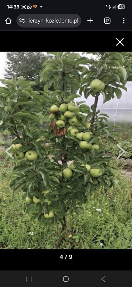 Działka rod Kędzierzyn-Koźle Kuźniczka, al. Spokojna. Zdjęcie 5