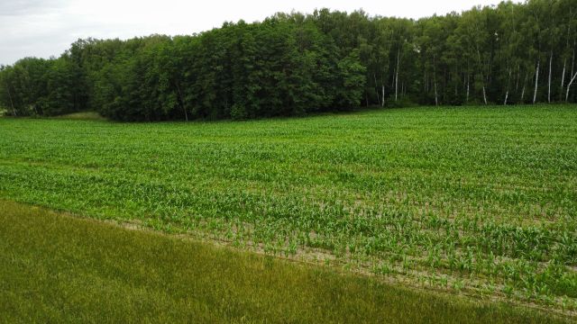 Działka rolna Pokaniewo-Kolonia. Zdjęcie 2