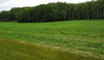 Działka rolna Pokaniewo-Kolonia