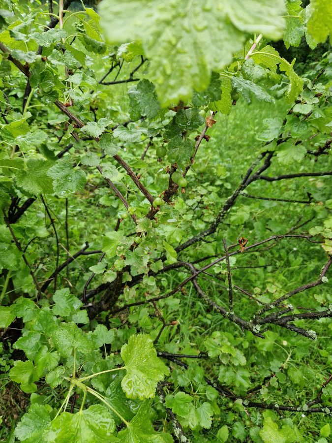 Działka rod Cieszyn. Zdjęcie 12