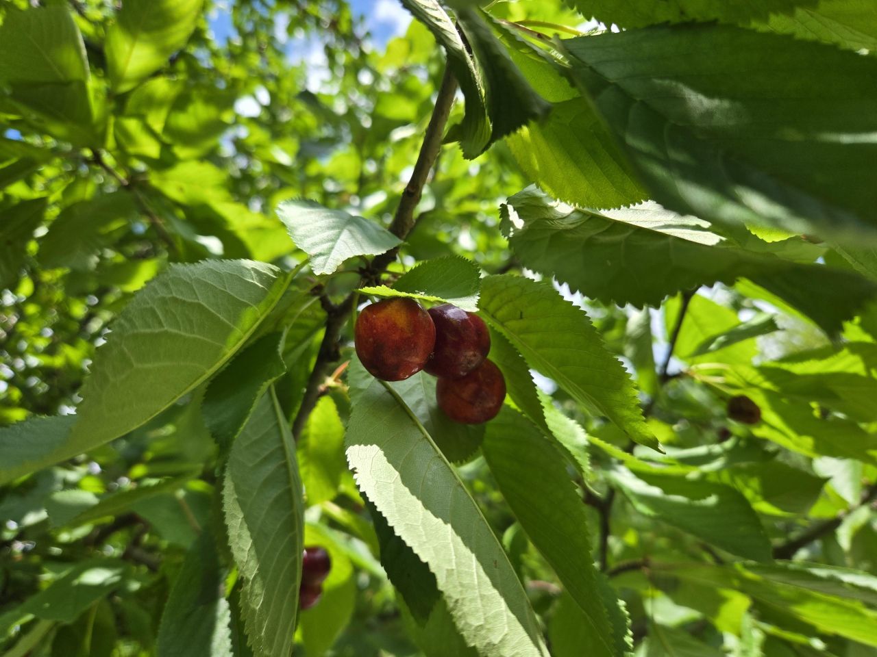 Działka rod Warszawa Mokotów, ul. Racławicka. Zdjęcie 4