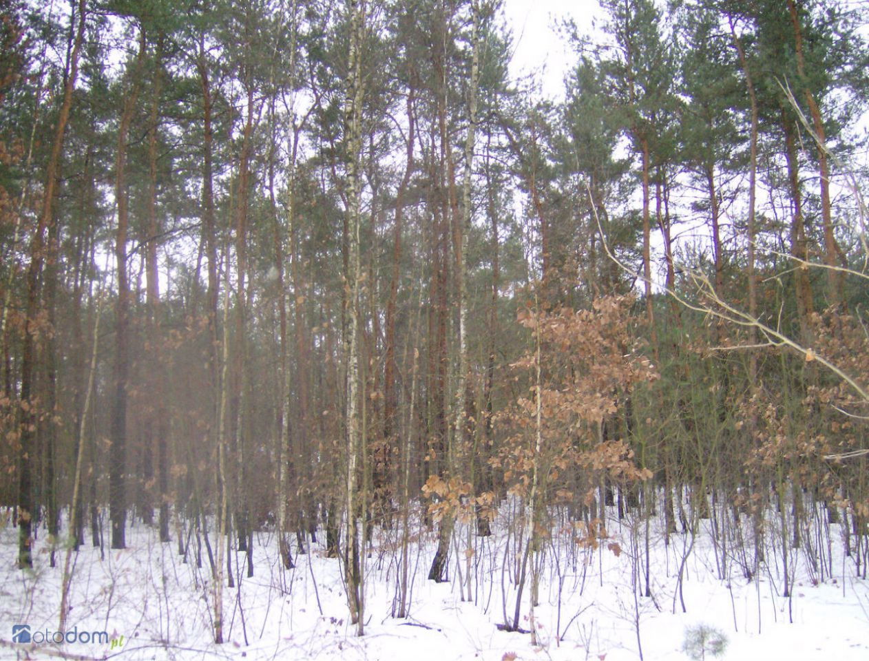 Działka inwestycyjna Adamów-Wieś, ul. Puszczyka. Zdjęcie 5