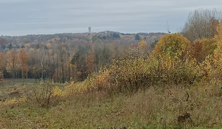 Działka rolna Ogrodno