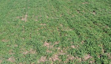 Działka budowlana Nowe Zawady, zawady