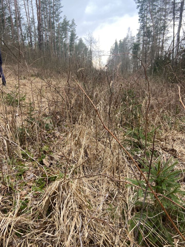 Działka leśna Mościcha. Zdjęcie 3