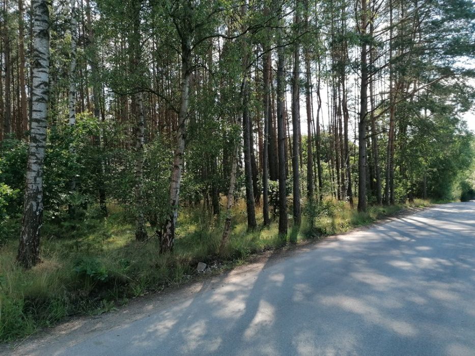 Działka leśna Dąbrówka Nowa