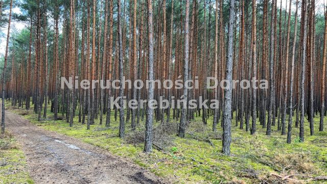 Działka rekreacyjna Inowłódz. Zdjęcie 5