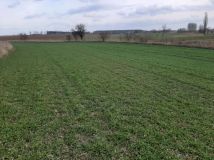 Działka budowlana Mogilno, ul. Adama Asnyka. Zdjęcie 2