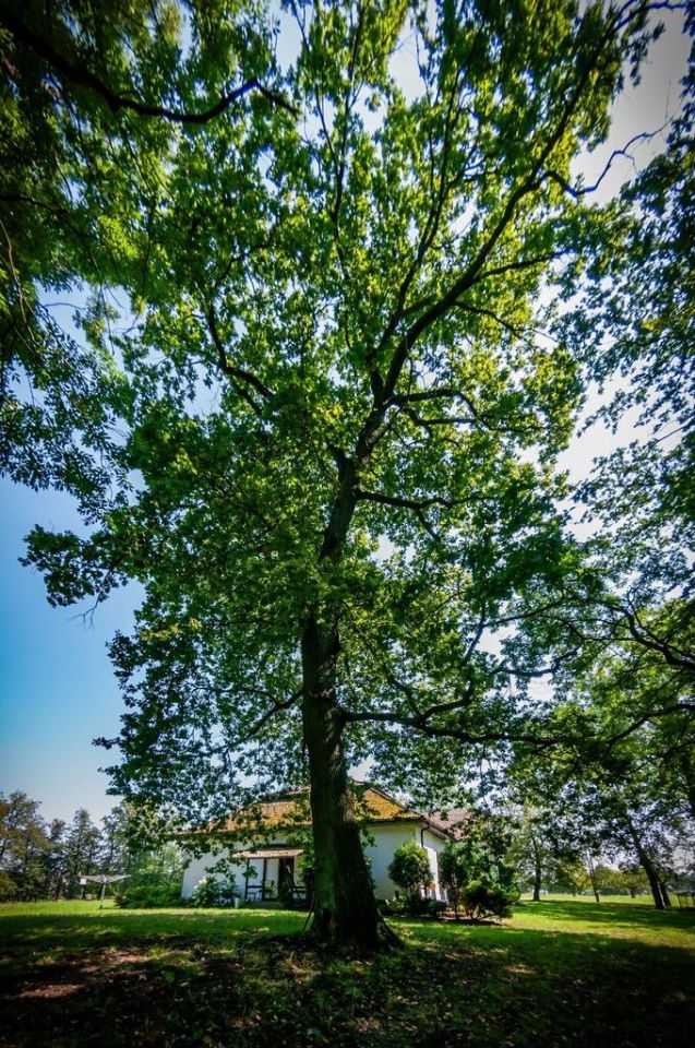 dworek, 6 pokoi Kraków Sidzina, ul. Mieczysława Wrony. Zdjęcie 9