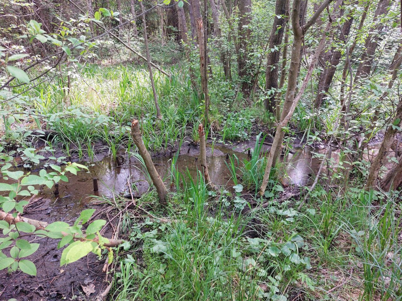 Działka rekreacyjna Starzechowice Sęp, BRAK. Zdjęcie 12