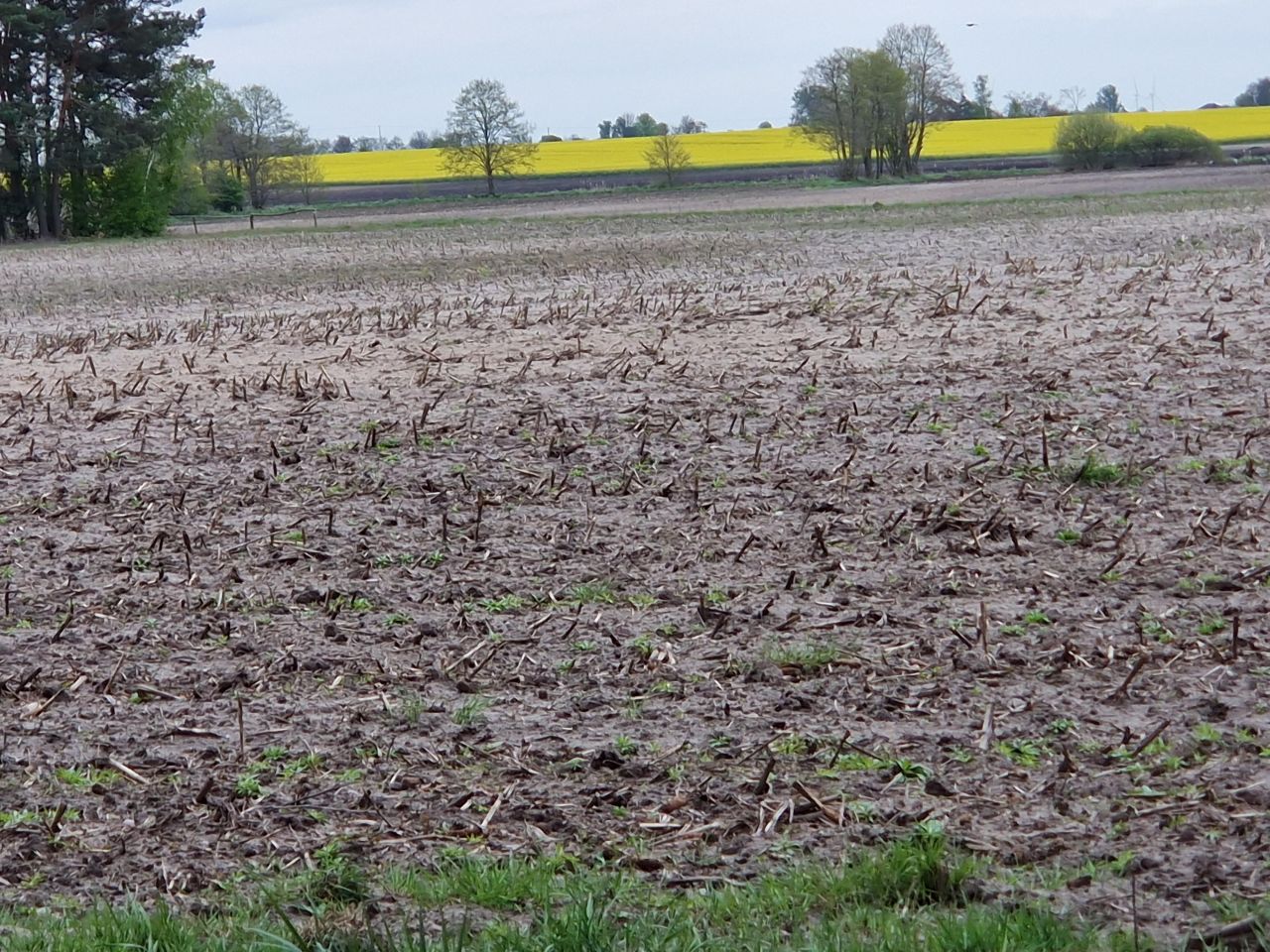 Działka budowlana Skrzynka