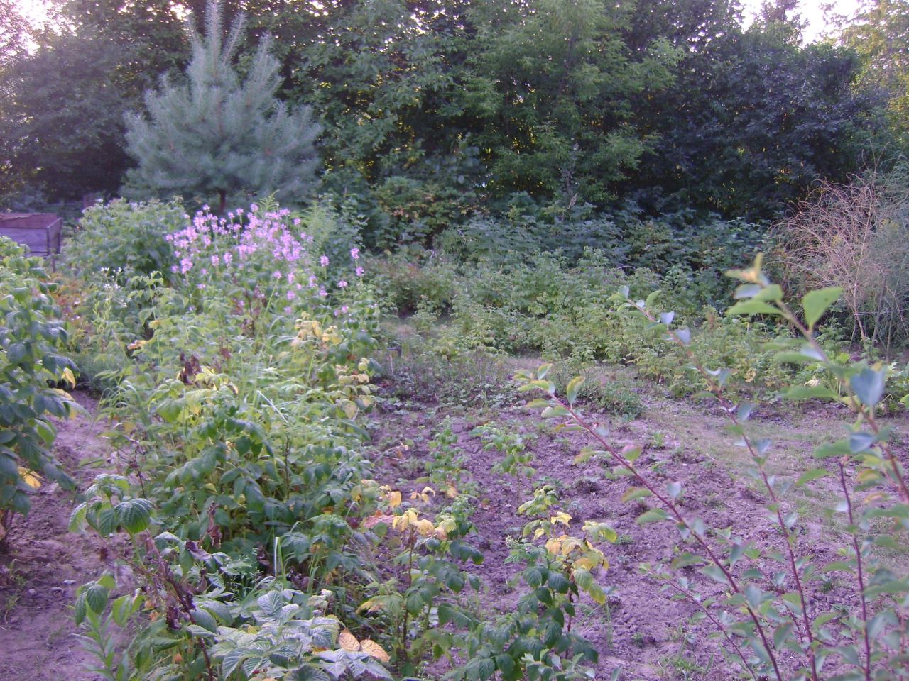 Działka rod Lublin Szerokie, ul. Nałęczowska. Zdjęcie 14