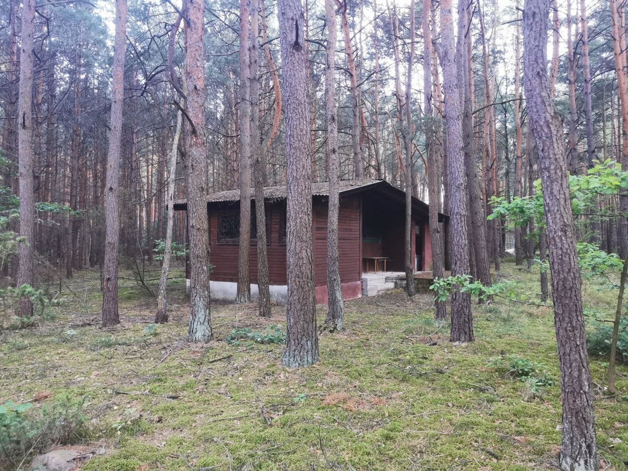 Działka leśna Rokitnica. Zdjęcie 7