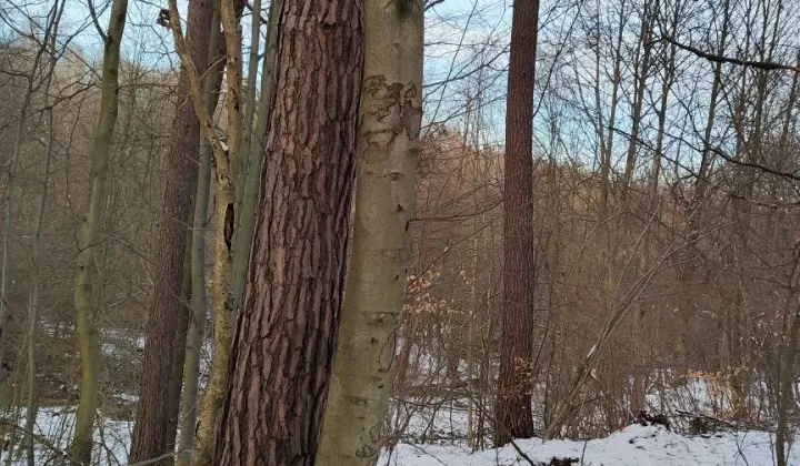 Działka leśna Drohobyczka Bircza