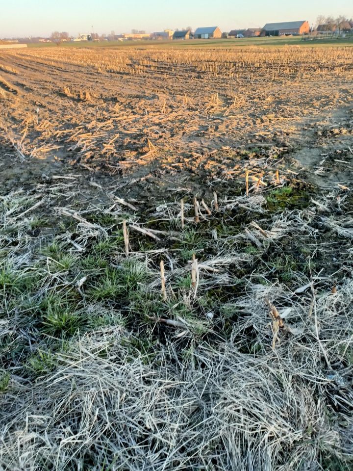 Działka rolno-budowlana Pępowo, ul. Kobylińska