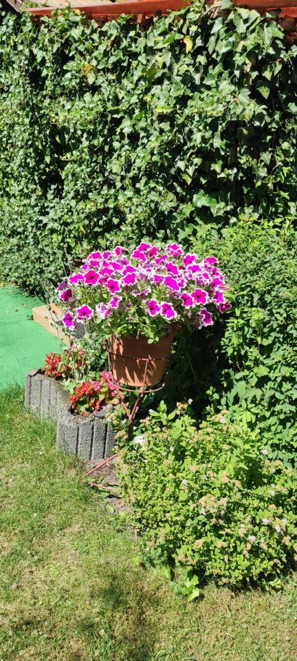 Działka rod Wrząca, ul. Wrzosowa. Zdjęcie 9