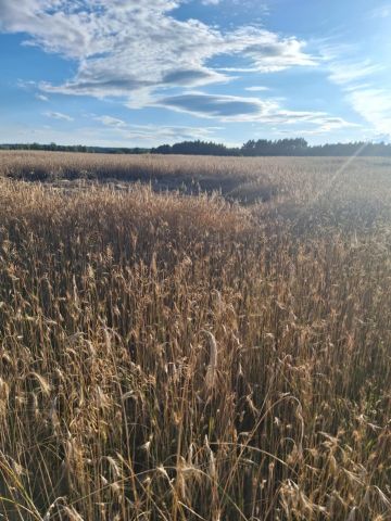 Działka Guty-Bujno. Zdjęcie 1