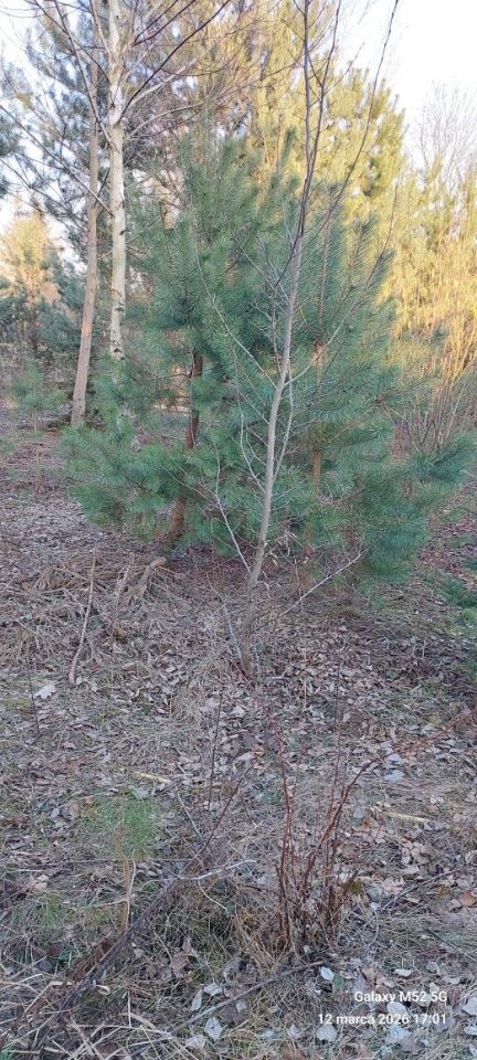 Działka budowlana Bożenkowo. Zdjęcie 4