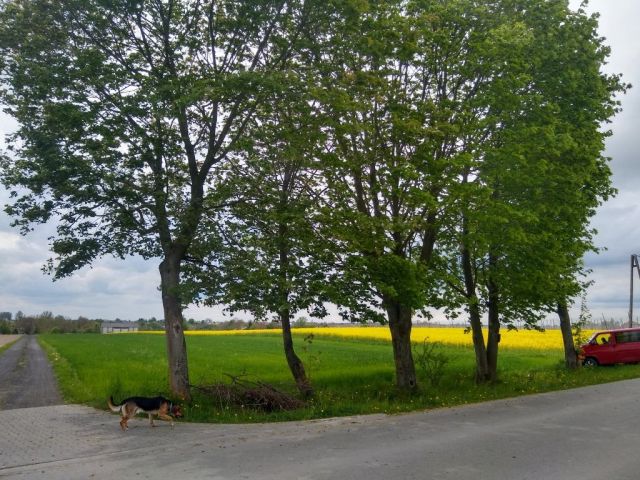 Działka budowlana Ziółków. Zdjęcie 1