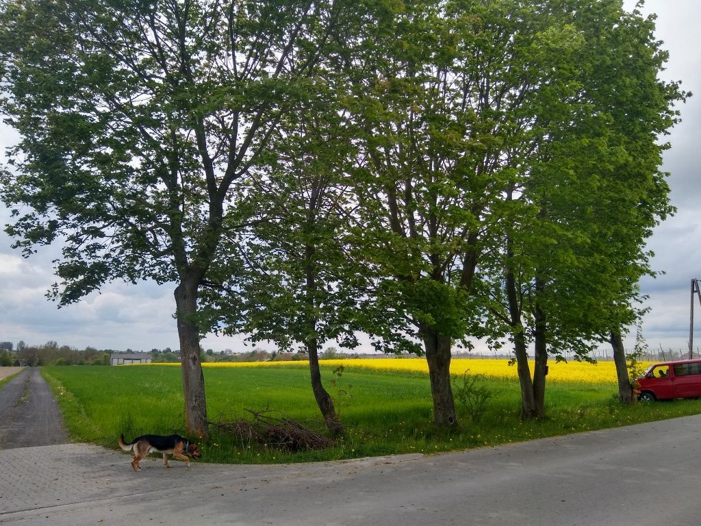 Działka budowlana Ziółków. Zdjęcie 1