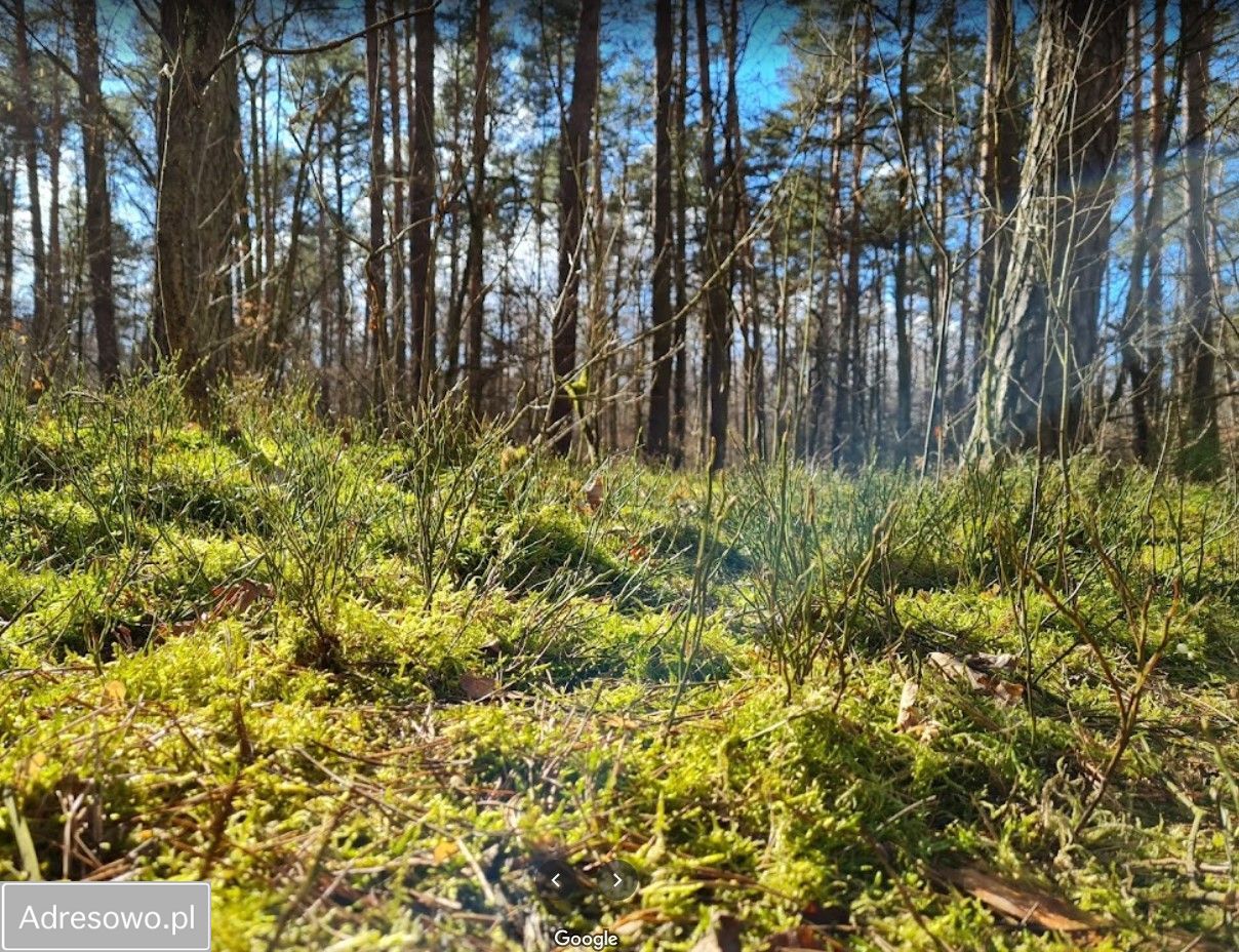 Działka budowlana Śladów. Zdjęcie 7
