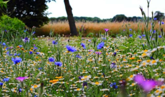 Działka budowlana Wołomin, Brak. Zdjęcie 1