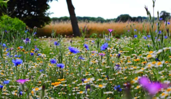 Działka budowlana Wołomin, Brak