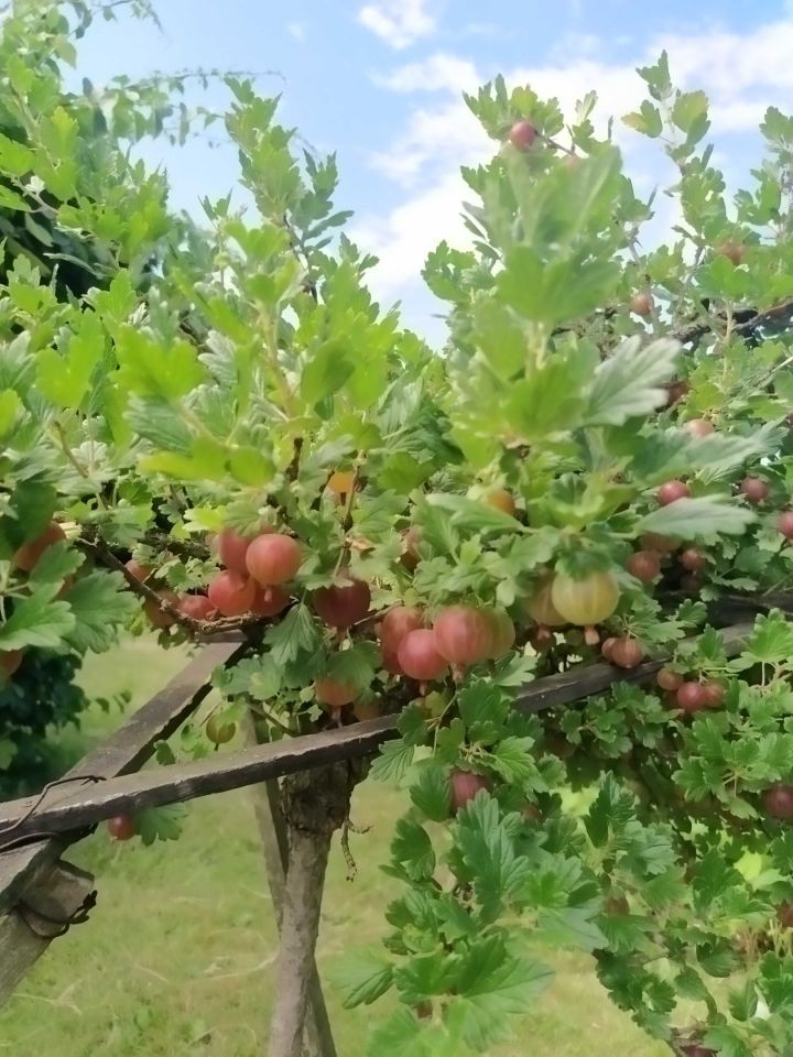 Działka rod Dębica, ul. Sandomierska. Zdjęcie 8