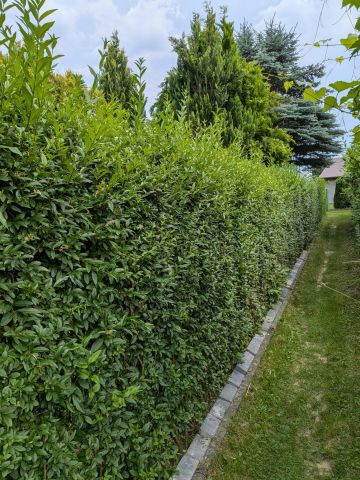 Działka rod Nowy Sącz Falkowa, ul. Botaniczna. Zdjęcie 22