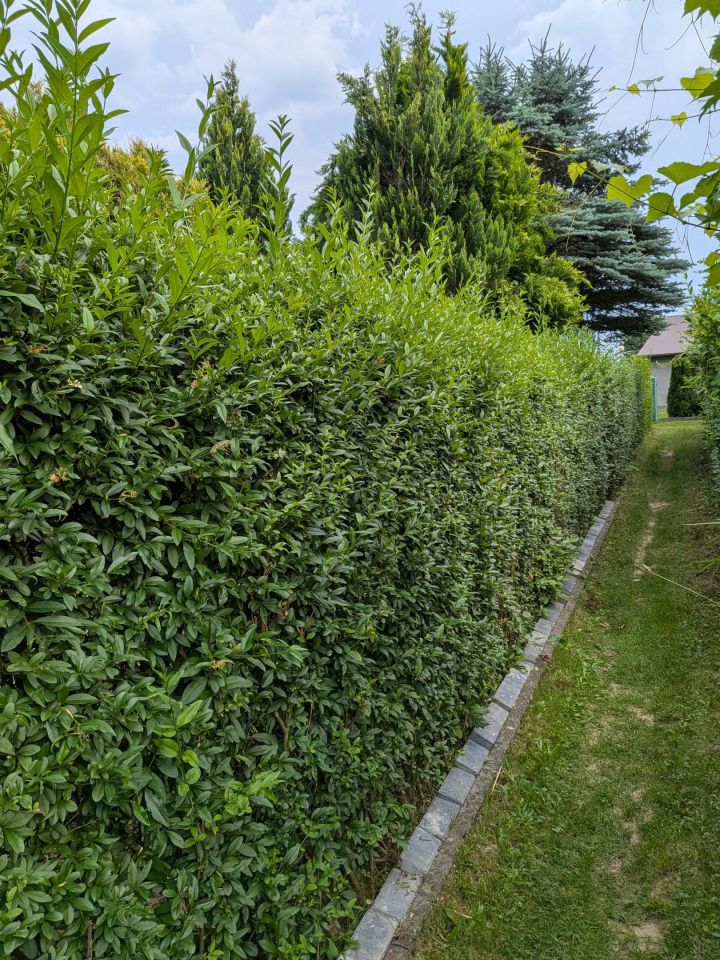 Działka rod Nowy Sącz Falkowa, ul. Botaniczna. Zdjęcie 22