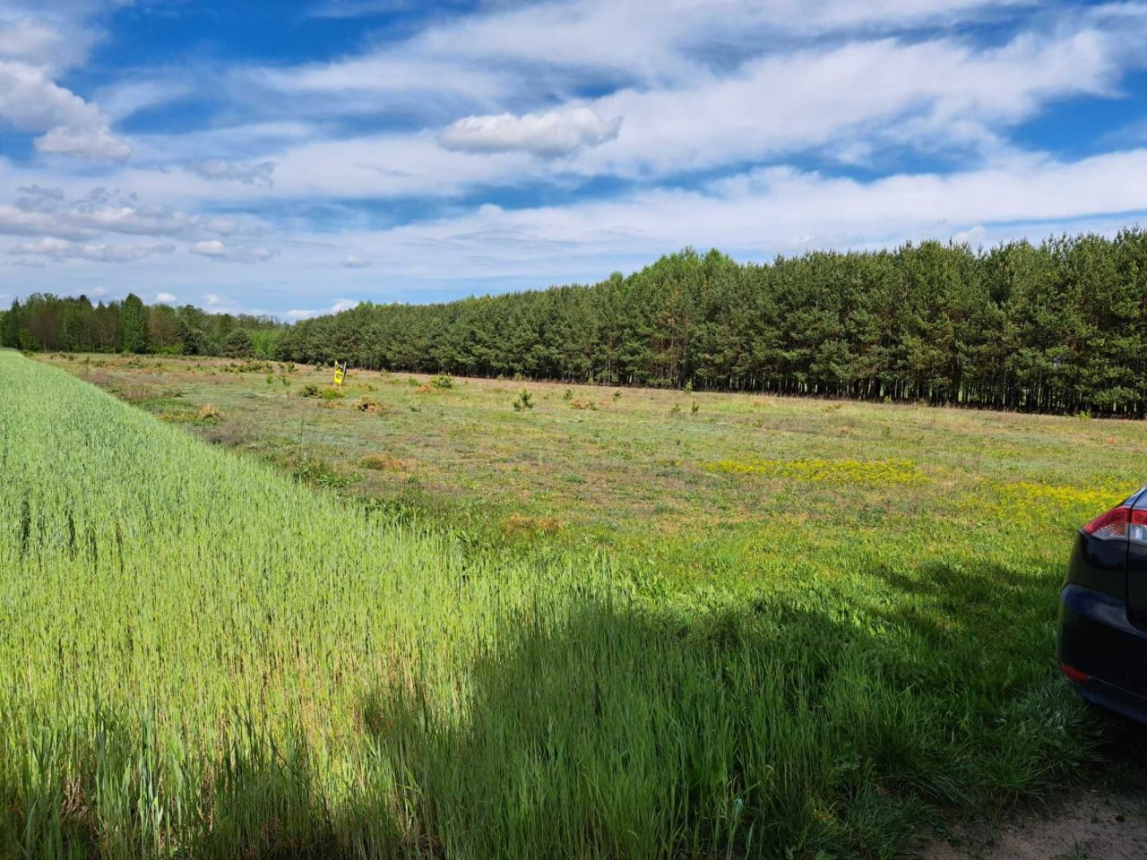 Działka rolna Studzianna. Zdjęcie 4