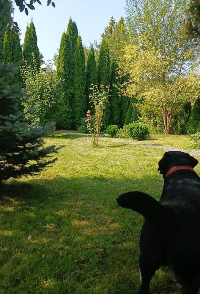 Działka rod Łódź Bałuty, ul. Telefoniczna. Zdjęcie 7