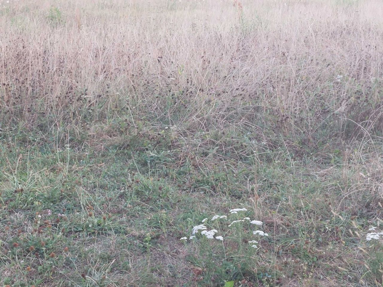 Działka budowlana Rybnik Chwałęcice. Zdjęcie 2