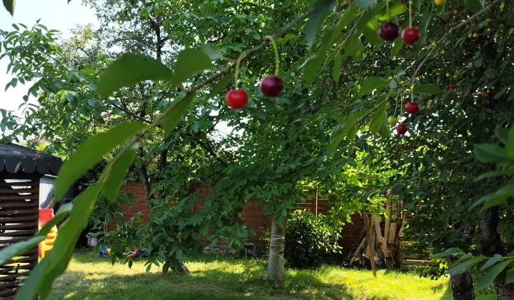 Działka rod Kalisz Szczypiorno, ul. Daleka